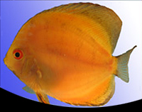 picture of Red Marlboro Discus Med                                                                              Symphysodon aequifasciatus