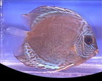 picture of Assorted Discus Med                                                                                  Symphysodon aequifasciatus