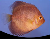 picture of Golden Discus Med                                                                                    Symphysodon aequifasciatus