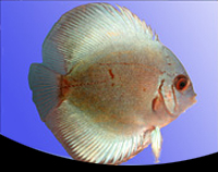 picture of Blue Diamond Discus Reg                                                                              Symphysodon aequifasciatus