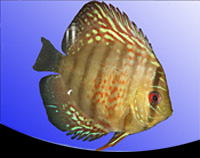 picture of Super Red Turquoise Discus Reg                                                                       Symphysodon aequifasciatus