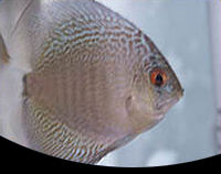 picture of Blue Snakeskin Discus Med                                                                            Symphysodon aequifasciatus