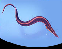 picture of Fire Eel Xlg                                                                                         Mastacembelus erythrotaenia
