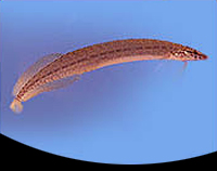 picture of Yellowtail Spiny Eel Reg                                                                             Mastacembelus armatus var. yellowtail