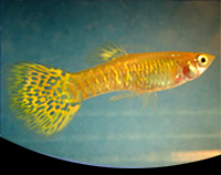 picture of Gold Cobra Delta Guppy Male Med                                                                      Poecilia reticulata