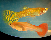 picture of Gold Cobra Delta Guppy Pair Med                                                                      Poecilia reticulata