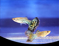 picture of Green Cobra Delta Guppy Male Med                                                                     Poecilia reticulata