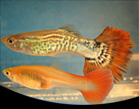 picture of Red Cobra Delta Guppy Pair Med                                                                       Poecilia reticulata