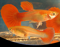 picture of Red Blonde Tuxedo Guppy Pair Med                                                                     Poecilia reticulata