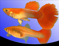 picture of Red Blonde Guppy Female Med                                                                          Poecilia reticulata