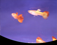 picture of Tequila Sunrise Guppy Pair Med                                                                       Poecilia reticulata