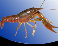 picture of Florida Crawfish Each Reg                                                                            Procambarus alleni