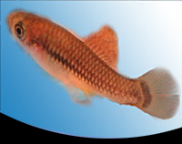 picture of Feeder Livebearer Each Reg                                                                           Xiphophorus sp.