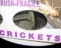 picture of Crickets 1000 Count 1/2