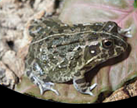 picture of Pixie Frog Med                                                                                       Pyxicephalus adspersus