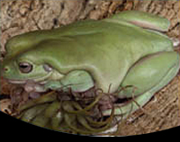picture of White's Tree Frog B Grade Med                                                                        Litoria caerulea