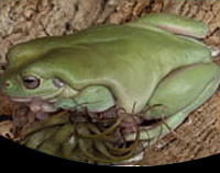 picture of White's Tree Frog Med                                                                                Litoria caerulea