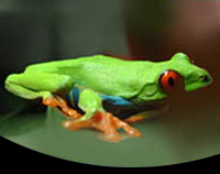 picture of Red Eye Tree Frog Sml                                                                                Agalychnis callidryas