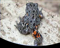 picture of Red-Legged Running Frog Med                                                                          Kassina maculata