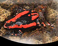 picture of Red & Black Walking Frog Med                                                                         Phrynomerus bifascia