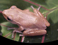picture of Golden Gliding Tree Frog Med                                                                         Polypedates leucomystax