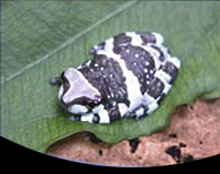 picture of Amazon Milk Frog Sml                                                                                 Trachycephalus resinifictrix