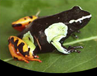 picture of Painted Mantella Med                                                                                 Mantella madagascarensis