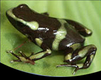 picture of Green & Black Poison Dart Frog Med                                                                   Dendrobates auratus