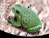 picture of Barking Tree Frog Med                                                                                Hyla gratiosa