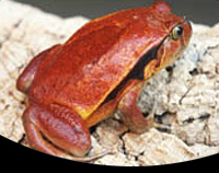 picture of Tomato Frog Lrg                                                                                      Dyscophus insularis