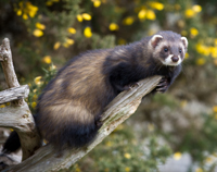 picture of Ferret Marshall's                                                                                    Mustela putorius furo