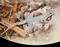 picture of Asian House Gecko Med                                                                                Hemidactylus frenatus