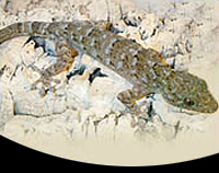 picture of Marbled Gecko Med                                                                                    Gekko marmuratas