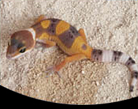 picture of Leopard Gecko B Grade Sml                                                                            Eublepharis macularius