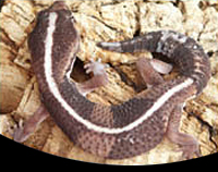 picture of African Fat-Tail Gecko Med                                                                           Hemitheconyx caudicinctus
