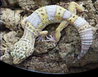 picture of Albino Leopard Gecko Sml                                                                             Eublepharis macularius 'Albino'