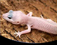 picture of Blizzard Leopard Gecko Sml                                                                           Eublepharis macularius