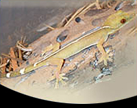picture of White Line Gecko Med                                                                                 Gekko vittatus