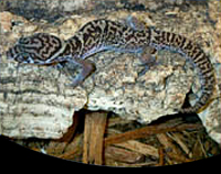 picture of Central American Banded Gecko Med                                                                    Coleonyx mitratus
