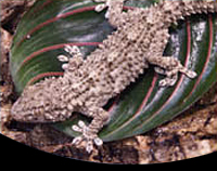 picture of Crocodile Gecko Med                                                                                  Tarentola mauritanica