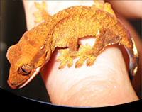 picture of Crested Gecko Med                                                                                    Correlophus ciliatus