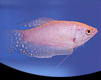 picture of Platinum Gourami Reg                                                                                 Trichogaster trichopterus 'Platinum'