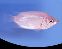picture of Pink Kissing Gourami Sml                                                                             Helostoma temminckii 'Pink'