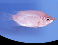 picture of Pink Kissing Gourami Med                                                                             Helostoma temminckii 'Pink'