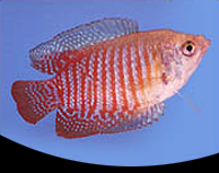 picture of Dwarf Gourami Female Reg                                                                             Colisa lalia