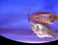 picture of Dwarf Gourami Pair  Reg                                                                              Colisa lalia