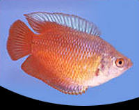 picture of Flame Dwarf Gourami Male Reg                                                                         Colisa lalia 'Red'