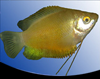 picture of Thicklip Gourami Reg                                                                                 Colisa labiosa