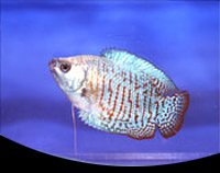 picture of Neon Green Dwarf Gourami Male Reg                                                                    Colisa lalia 'Neon Green'