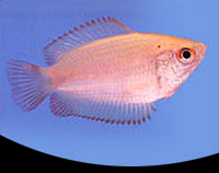 picture of Gold Honey Gourami Sml                                                                               Colisa chuna 'Gold'